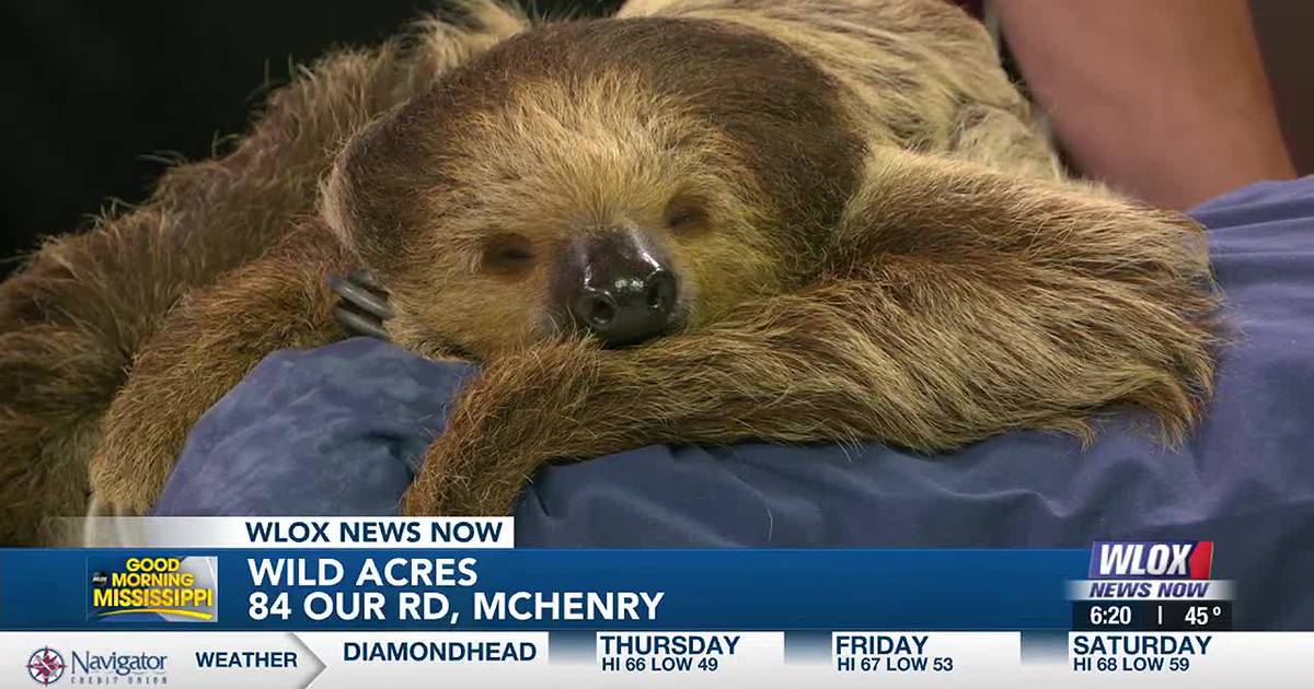 WATCH: 'Sammy the Sloth' gifted new sloth friend for Christmas – Gulf Coast Weekend
